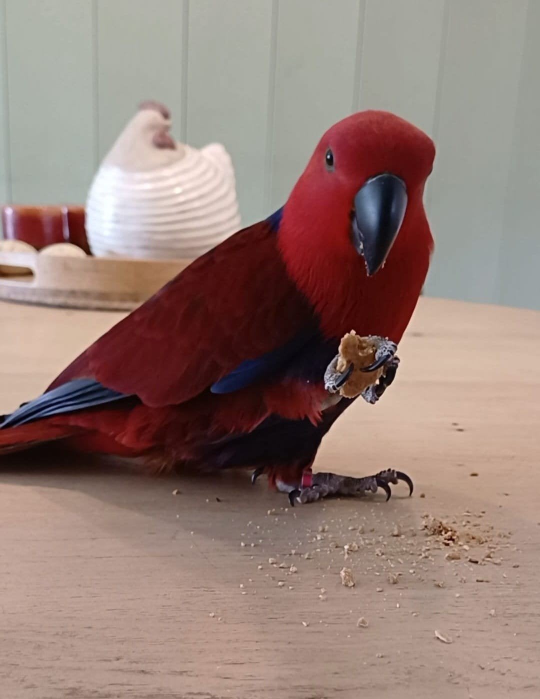 edel papagaai, Dieren en Toebehoren, Vogels | Parkieten en Papegaaien, Vrouwelijk, Papegaai, Tam