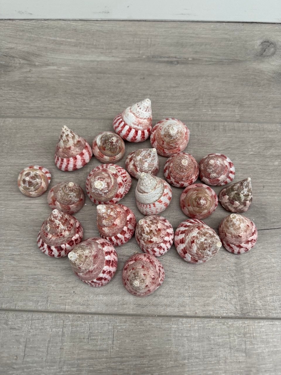Trochus schelpen, Verzamelen, Ophalen of Verzenden, Schelp(en)