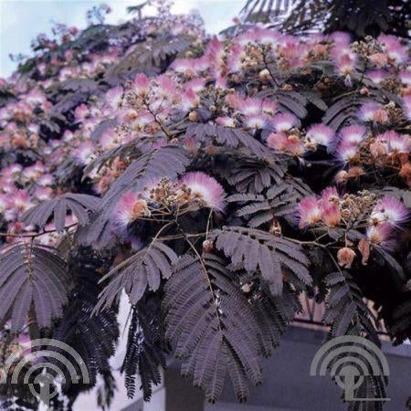 BOOM Albizia julibri. 'Summer Chocolate' Perzische slaapboom, Tuin en Terras, Planten | Tuinplanten, Vaste plant, Overige soorten