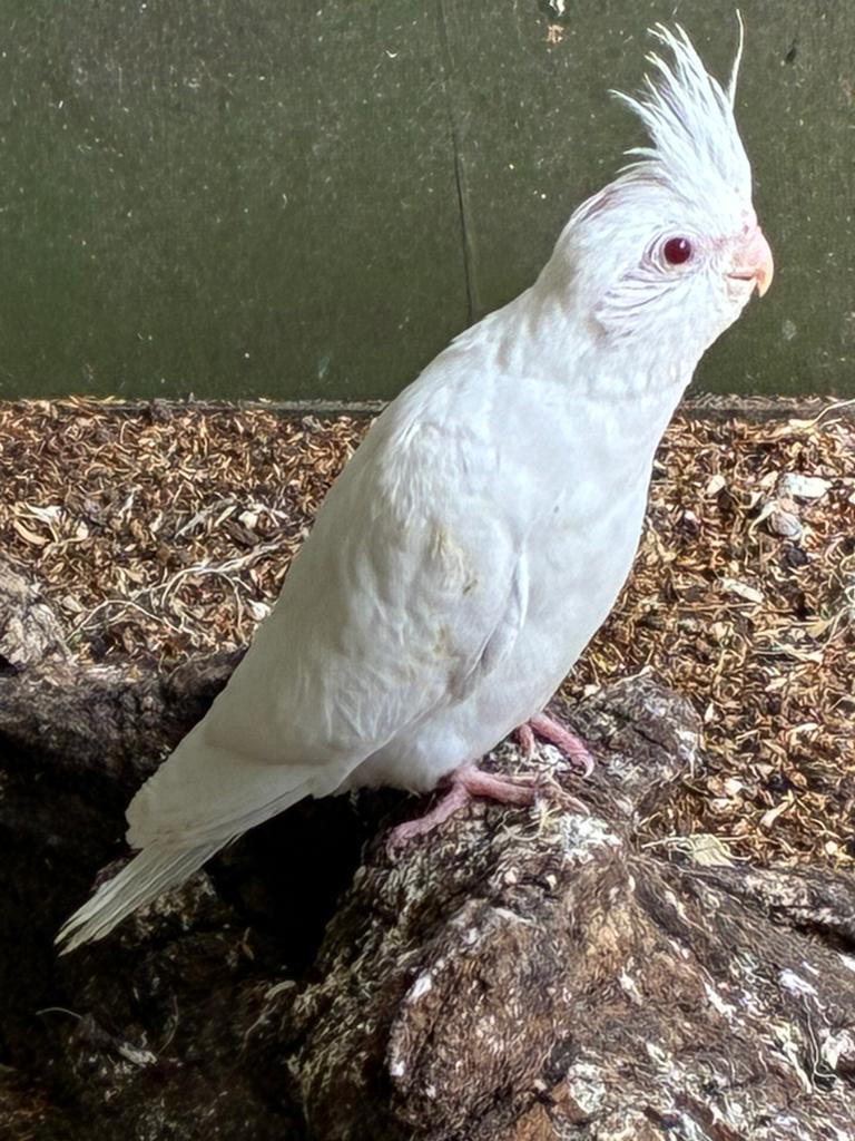 Jonge Valkparkieten, Dieren en Toebehoren, Vogels | Parkieten en Papegaaien, Geslacht onbekend, Parkiet