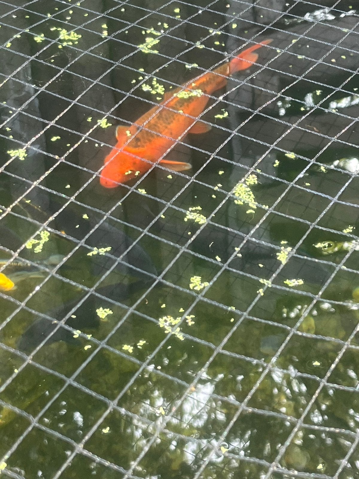 12 koi karpers totaal tekoop, Dieren en Toebehoren, Vissen | Vijvervissen, Karper of Koi