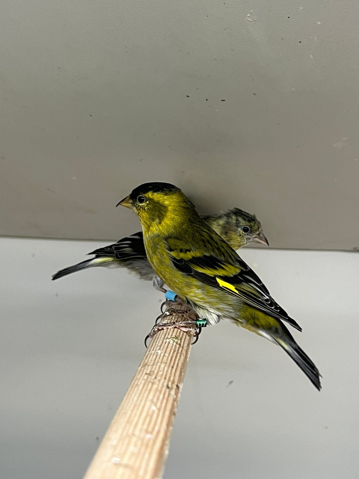 Baardsijs 2-3, Dieren en Toebehoren, Meerdere dieren, Wildzangvogel, Geringd