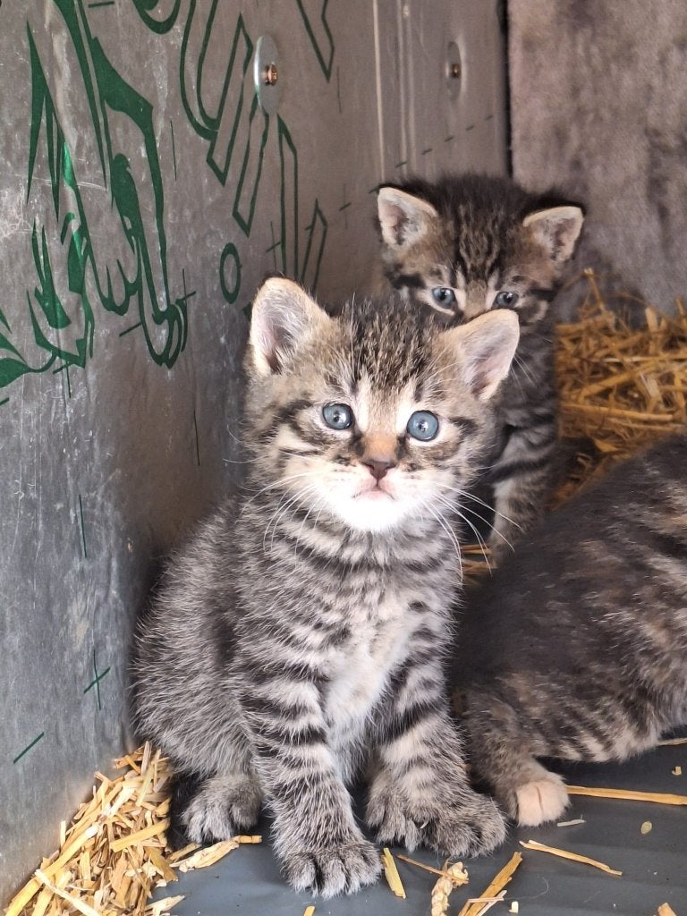 Prachtige handtamme boerderijkittens te koop!, Dieren en Toebehoren, Katten en Kittens | Dekkaters, 0 tot 2 jaar