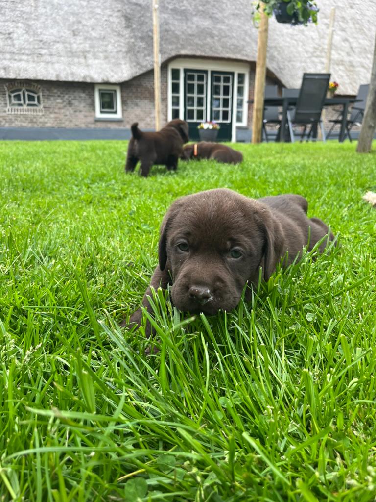 Bruine labrador pups reu, 8 tot 15 weken, Labrador retriever, Parvo, Meerdere