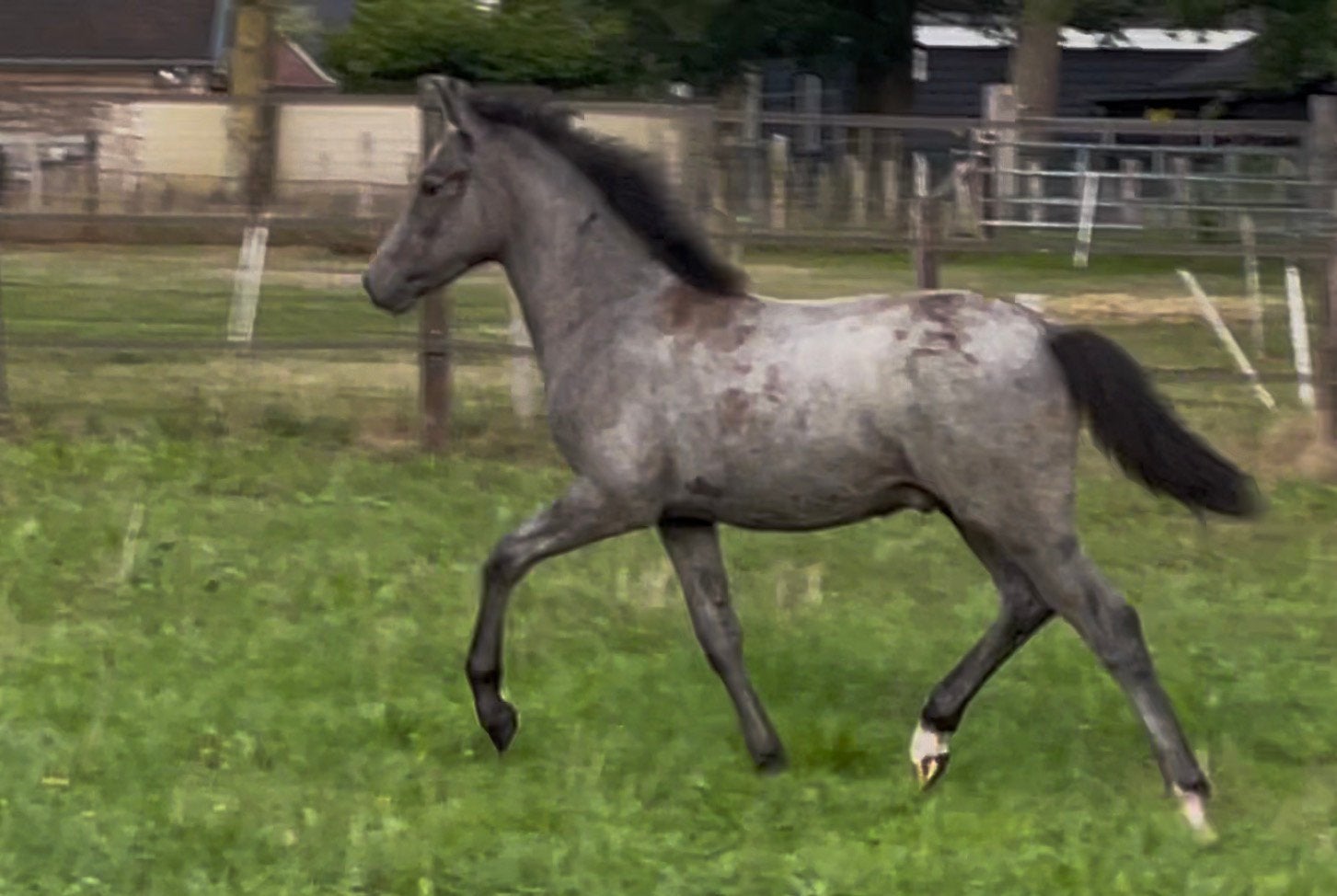 Kleine maat forester met kampioensbloed zoekt jou, Dieren en Toebehoren, Met stamboom, Springpony, 0 tot 2 jaar, Hengst