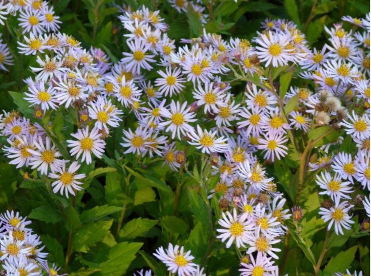 Aster asran, Tuin en Terras, Planten | Tuinplanten, Ophalen, Overige soorten, Volle zon