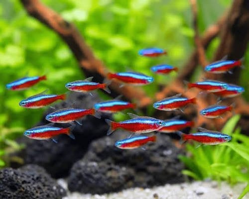 Kardinaal tetra, Dieren en Toebehoren, Vis