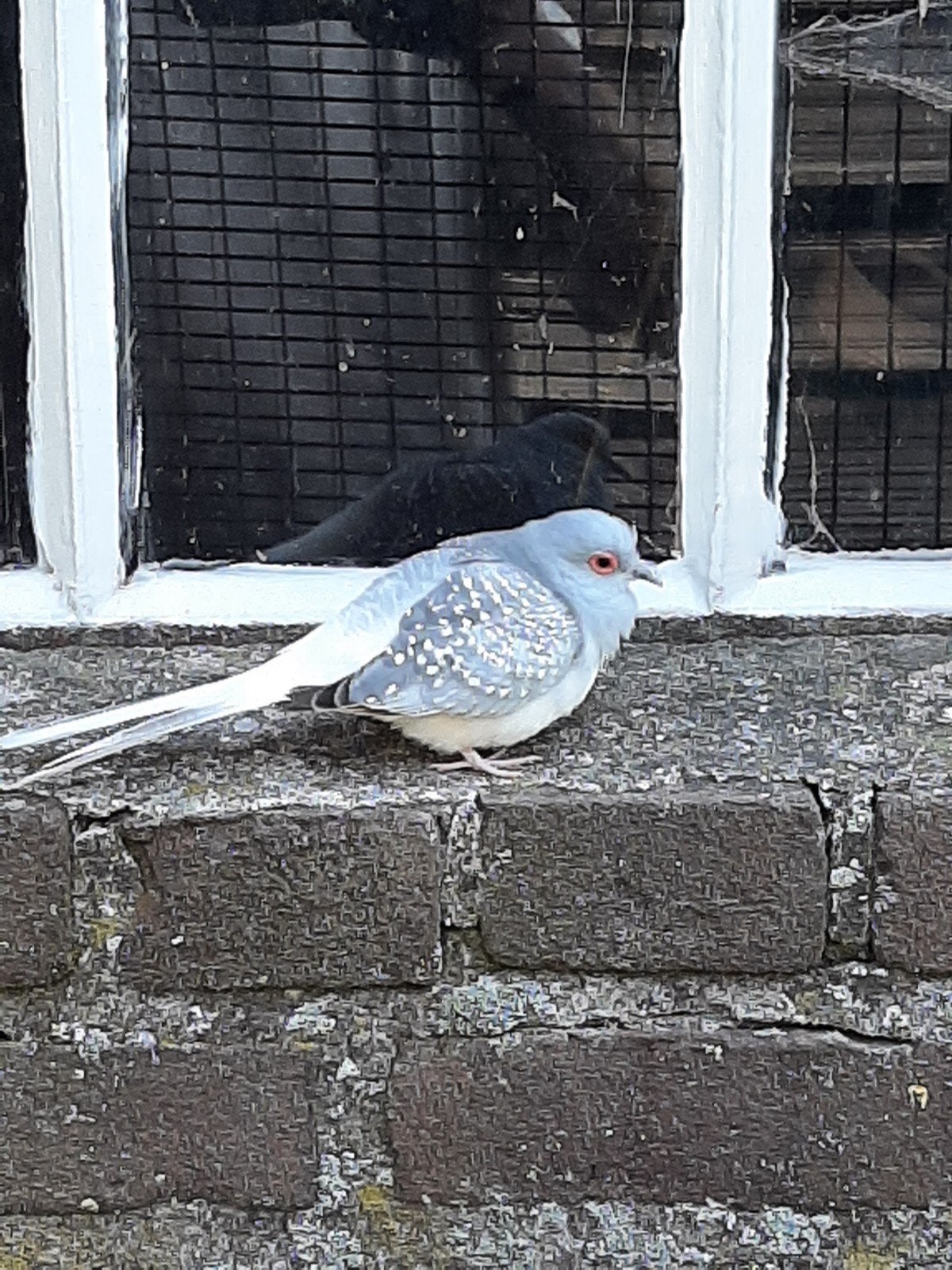 diamantduif, Mannelijk