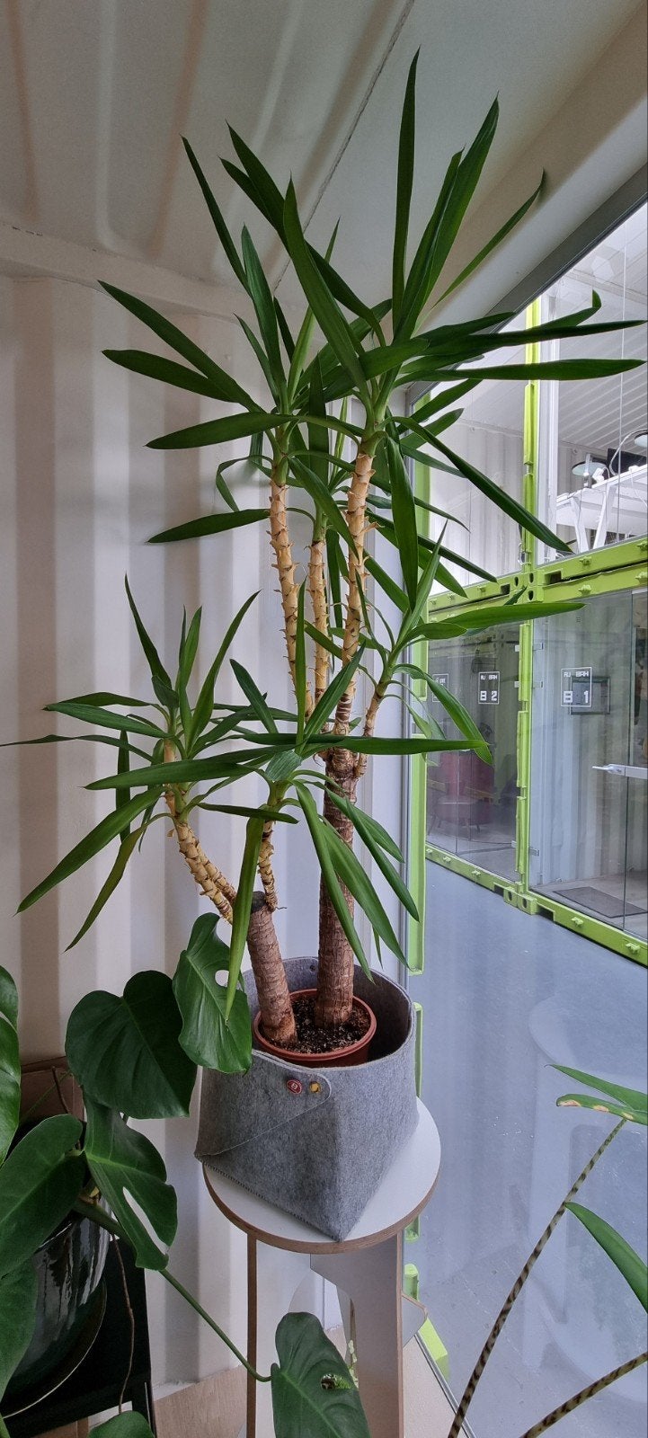 Gratis: Grote Yucca kamerplant - Ideaal voor lichte ruimtes, Huis en Inrichting, Kamerplanten, Ophalen