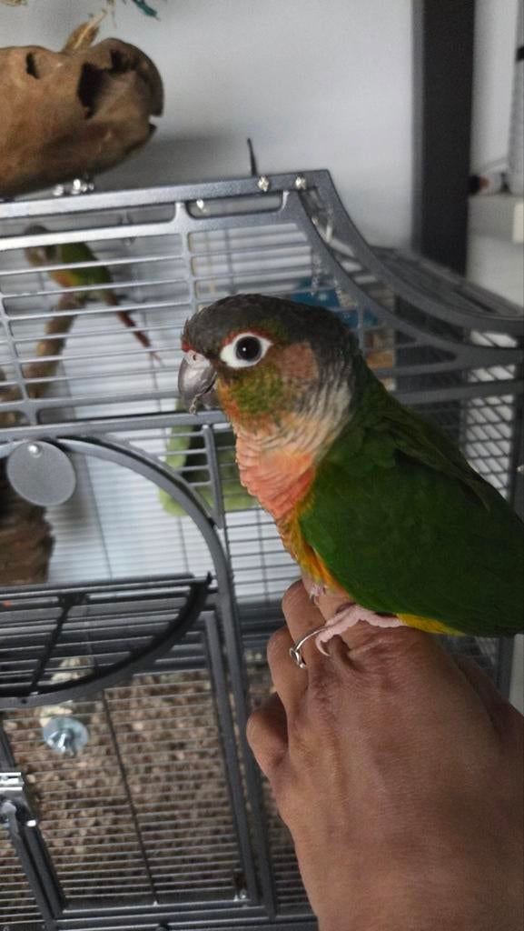 2 pyrrhura's, Dieren en Toebehoren, Vogels | Parkieten en Papegaaien, Parkiet, Tam