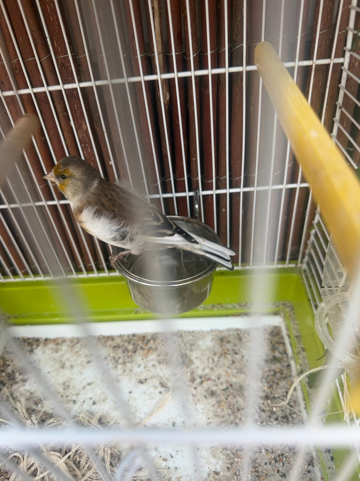 Mooie majoorputter x kanarie bastaard, Dieren en Toebehoren, Mannelijk, Wildzangvogel