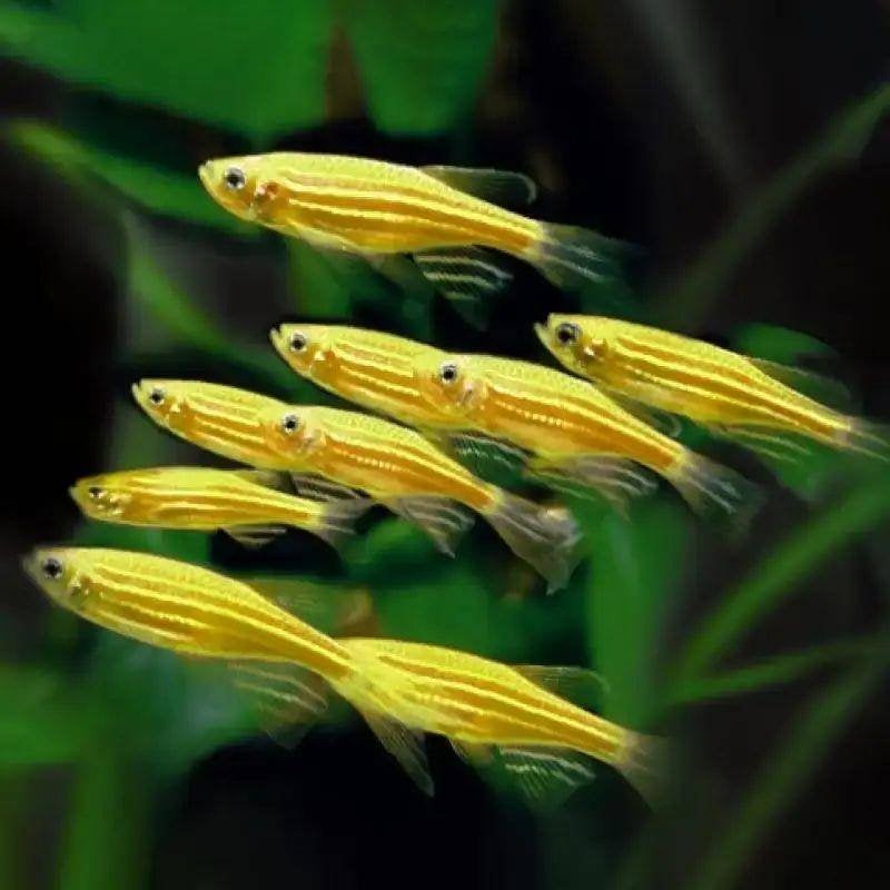Brachydanio rerio Danio Golden, Vis, Zoetwatervis, Schoolvis