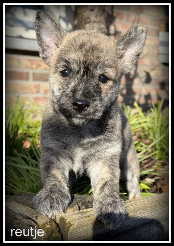 Pomeriaan x Westy kruising pups, Nederland, Overige rassen, 8 tot 15 weken, CDV (hondenziekte)