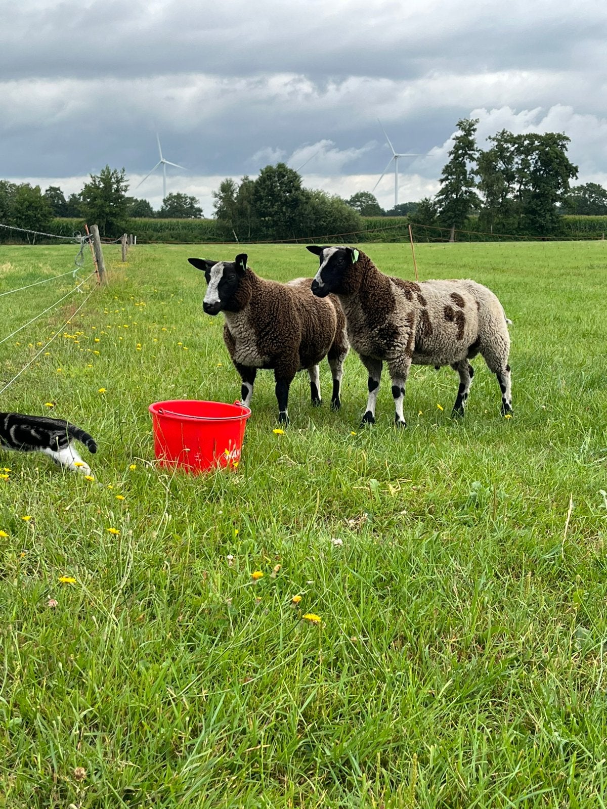 Bonte ram, Mannelijk, Schaap, 0 tot 2 jaar