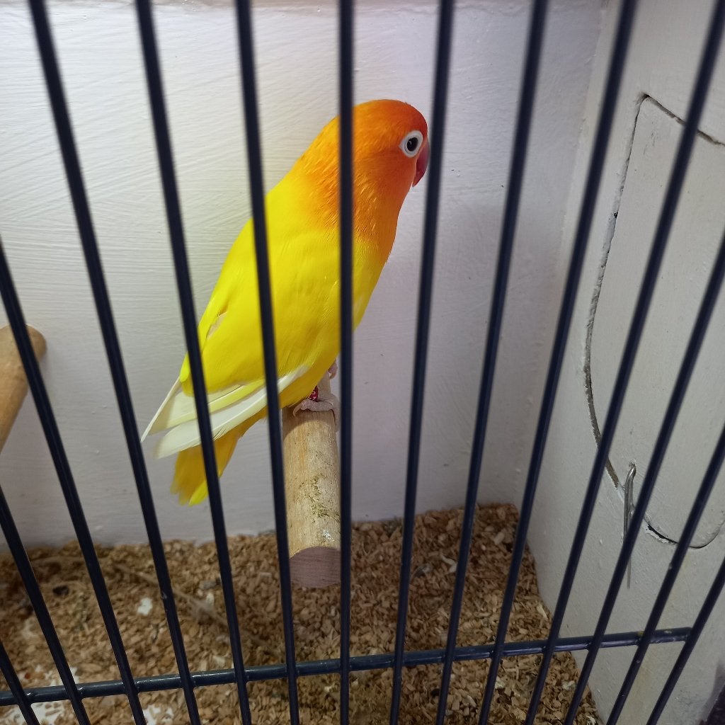 Fischeri, Geslacht onbekend, Dwergpapegaai of Agapornis, Geringd