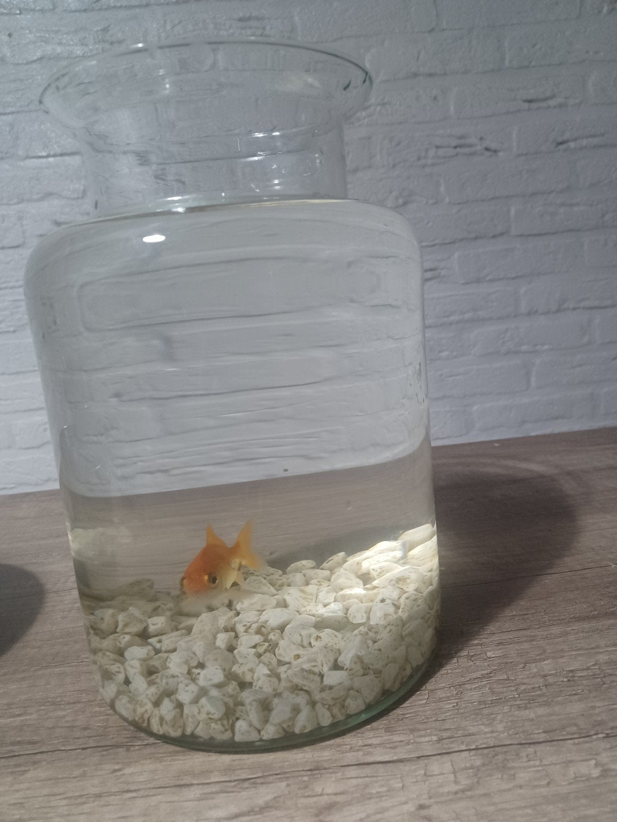 Mooie nette goudvis met aquarium, Ophalen of Verzenden, Zo goed als nieuw, Aquariummeubel