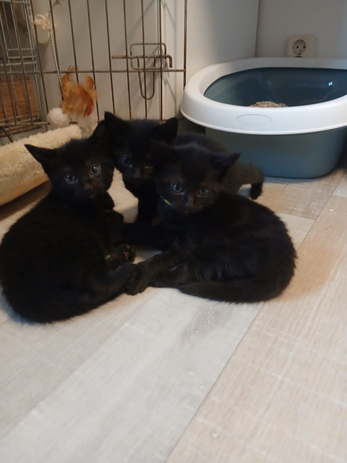 kittens, Meerdere dieren, Kortharig