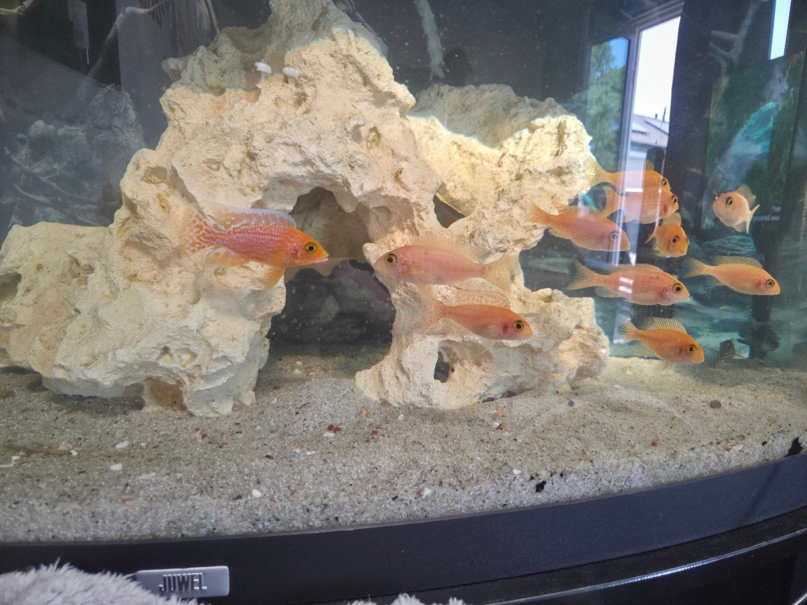 Aulonocara sp "Fire Fish" "kweekgroep, Vis