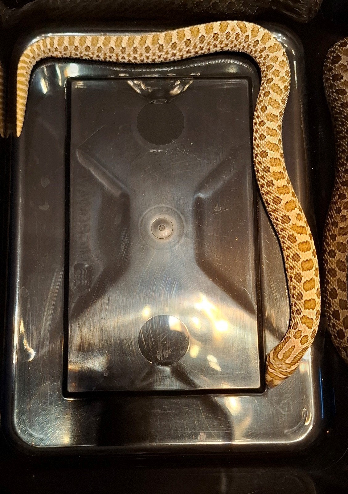 Haakneusslang baby, heterodon nasiscus, hognose. Wildkleur. Hognose Snake - male for sale from Theeuwen