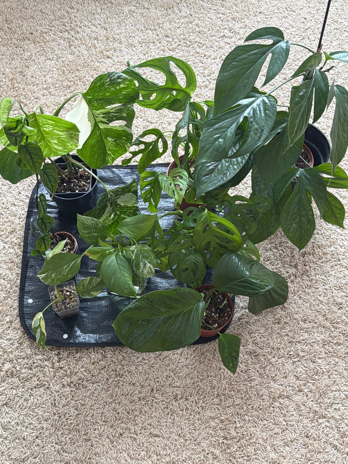 Monstera Pakket: Diverse Zeldzame planten, Huis en Inrichting, Ophalen of Verzenden, Halfschaduw, Minder dan 100 cm