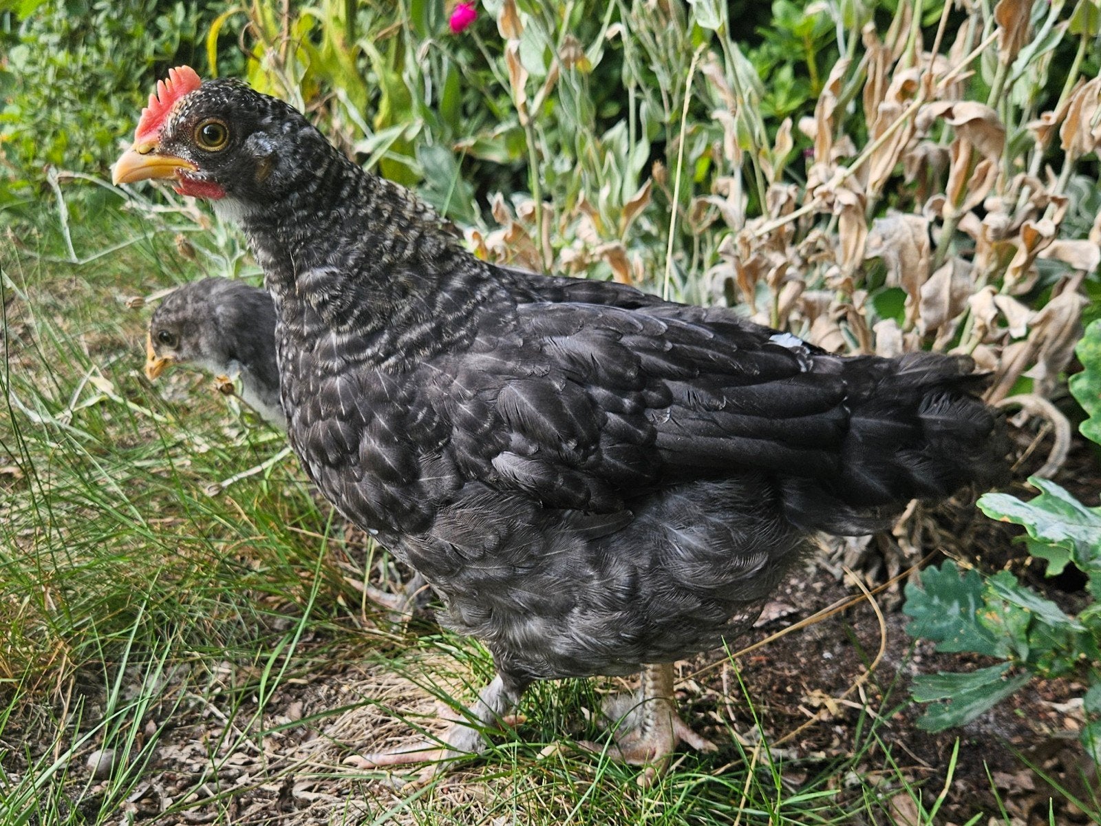 Olijflegger, kleurlegger hanen Cream legbar Marans mix, Dieren en Toebehoren, Pluimvee, Mannelijk, Kip