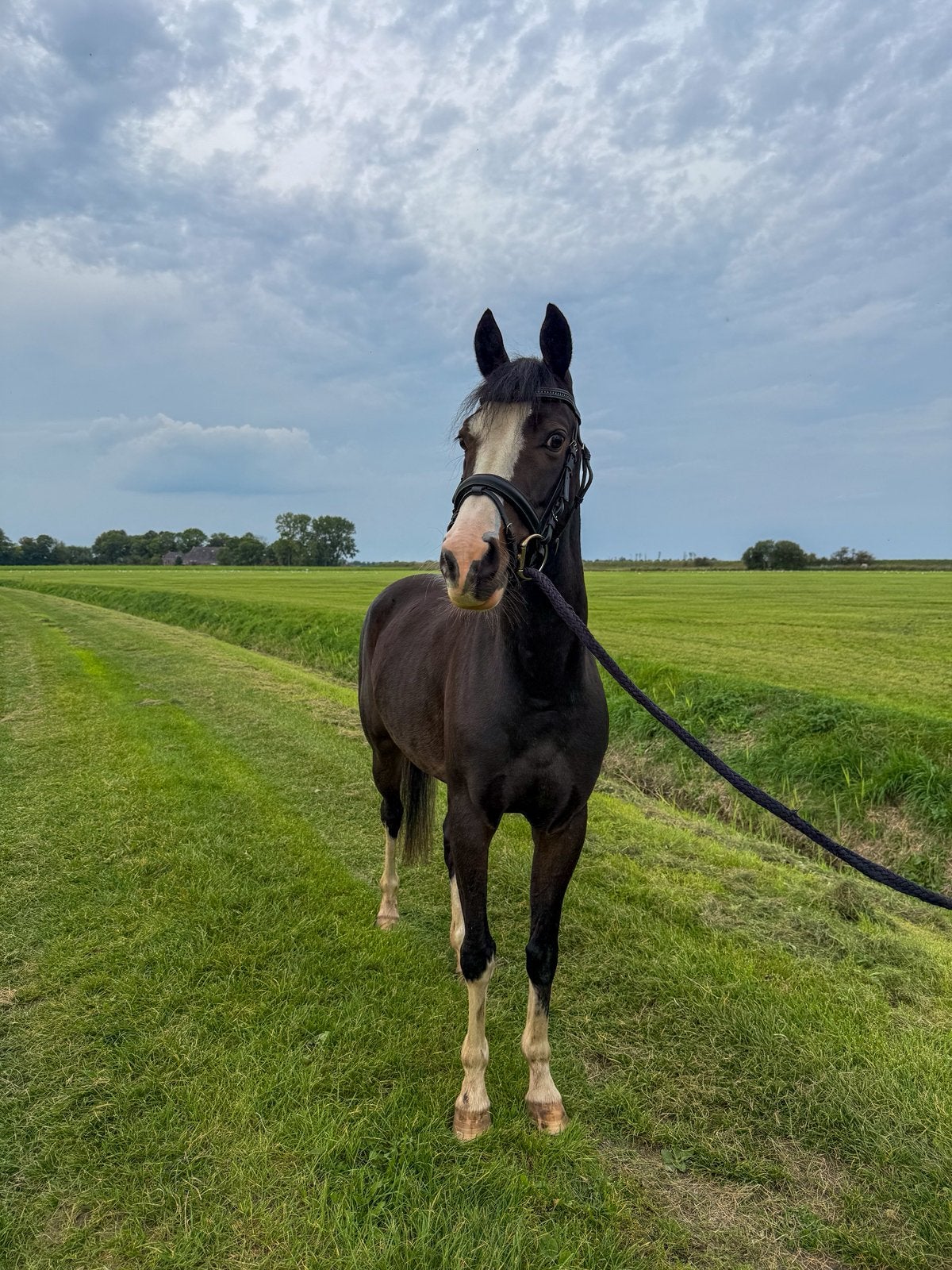 Lieve D welsh merrie, Dieren en Toebehoren, Merrie, Minder dan 160 cm, Met stamboom, Dressuurpaard