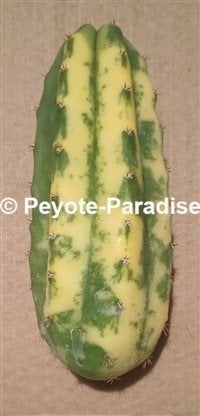 San Pedro variegata (Trichocereus pachanoi variegata) - STEK, Huis en Inrichting, Cactus, Bloeiende kamerplant, Volle zon, Verzenden