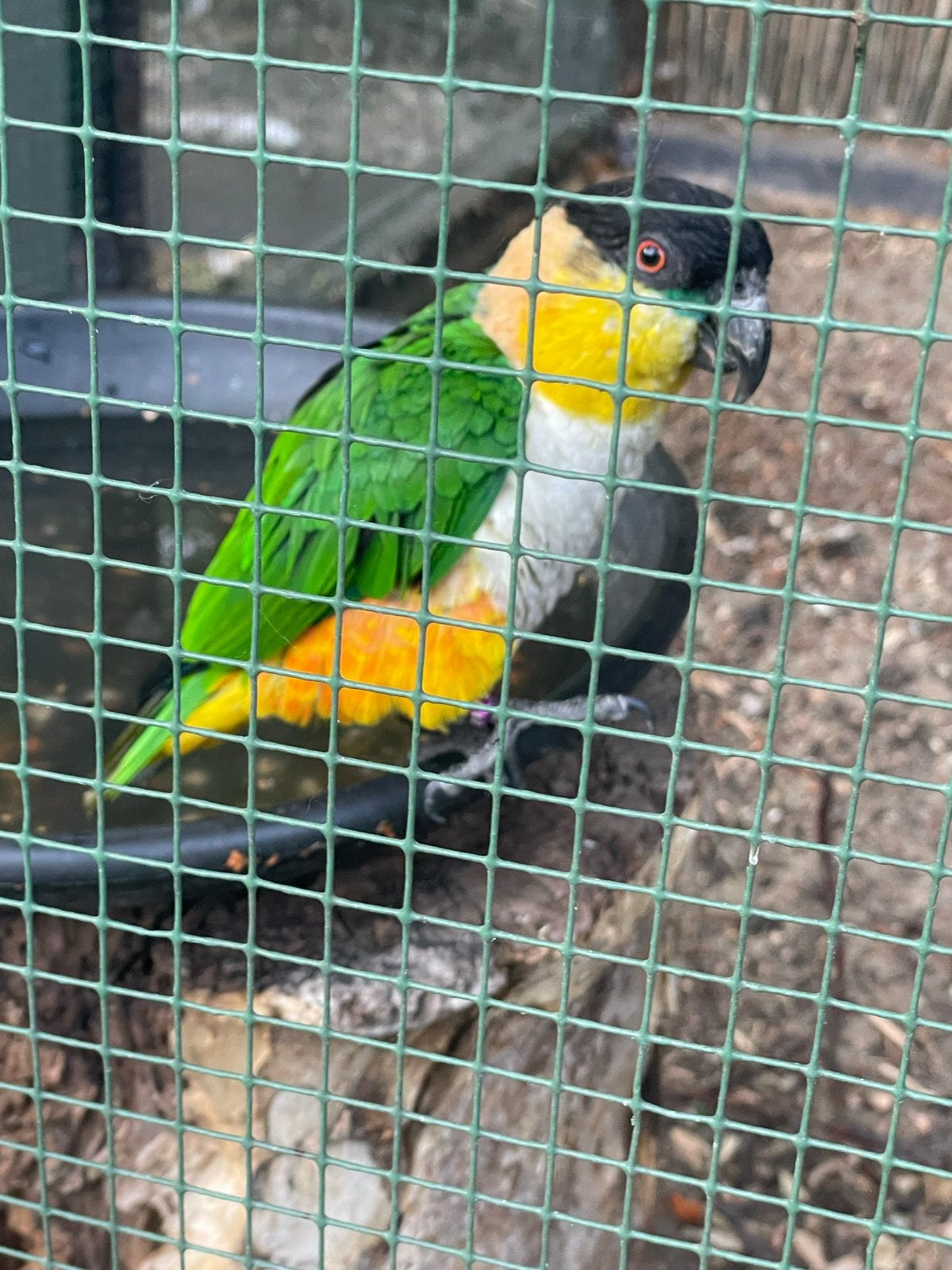 Goed klikkend koppel Zwartkop Caiquee., Dieren en Toebehoren, Meerdere dieren, Parkiet