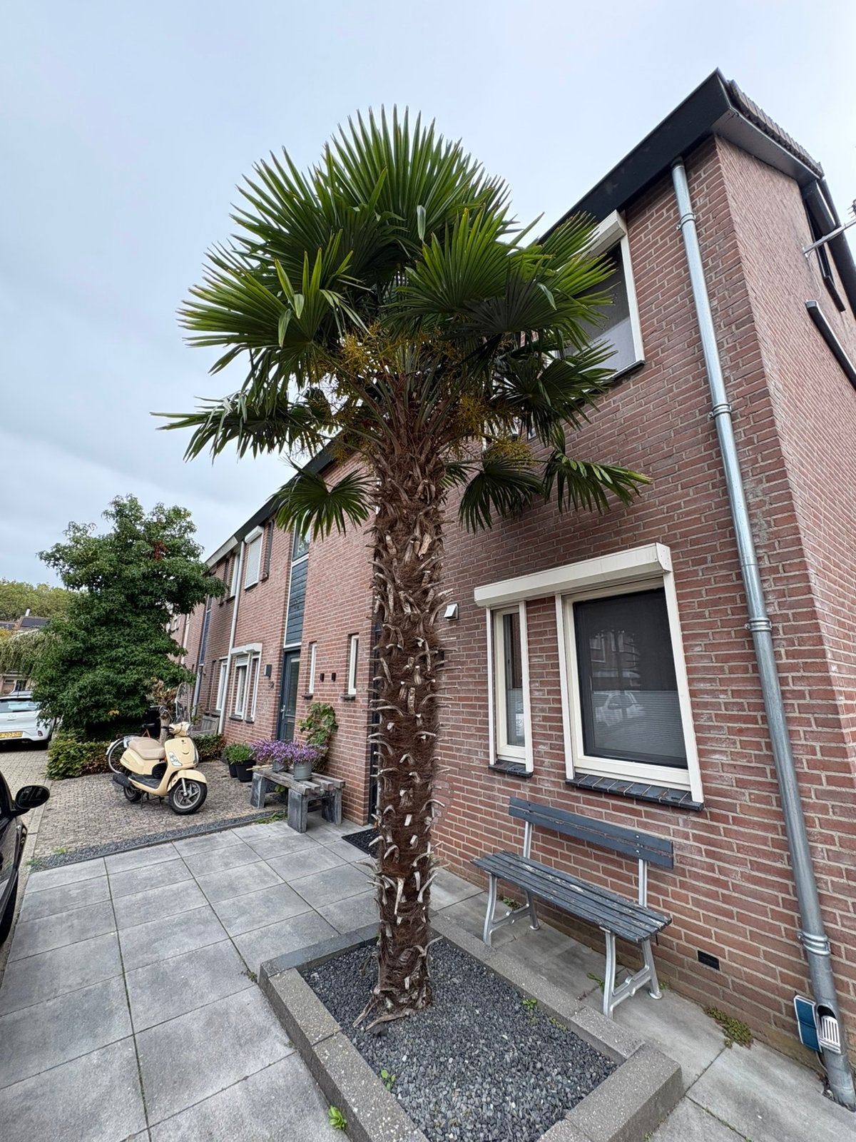 Winterharde Palm zelf eruit halen, Tuin en Terras, Bloeit niet, 250 tot 400 cm, Palmboom, Ophalen