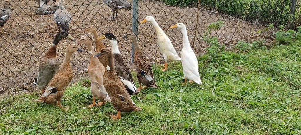 Indische loopeenden, Meerdere dieren, Eend