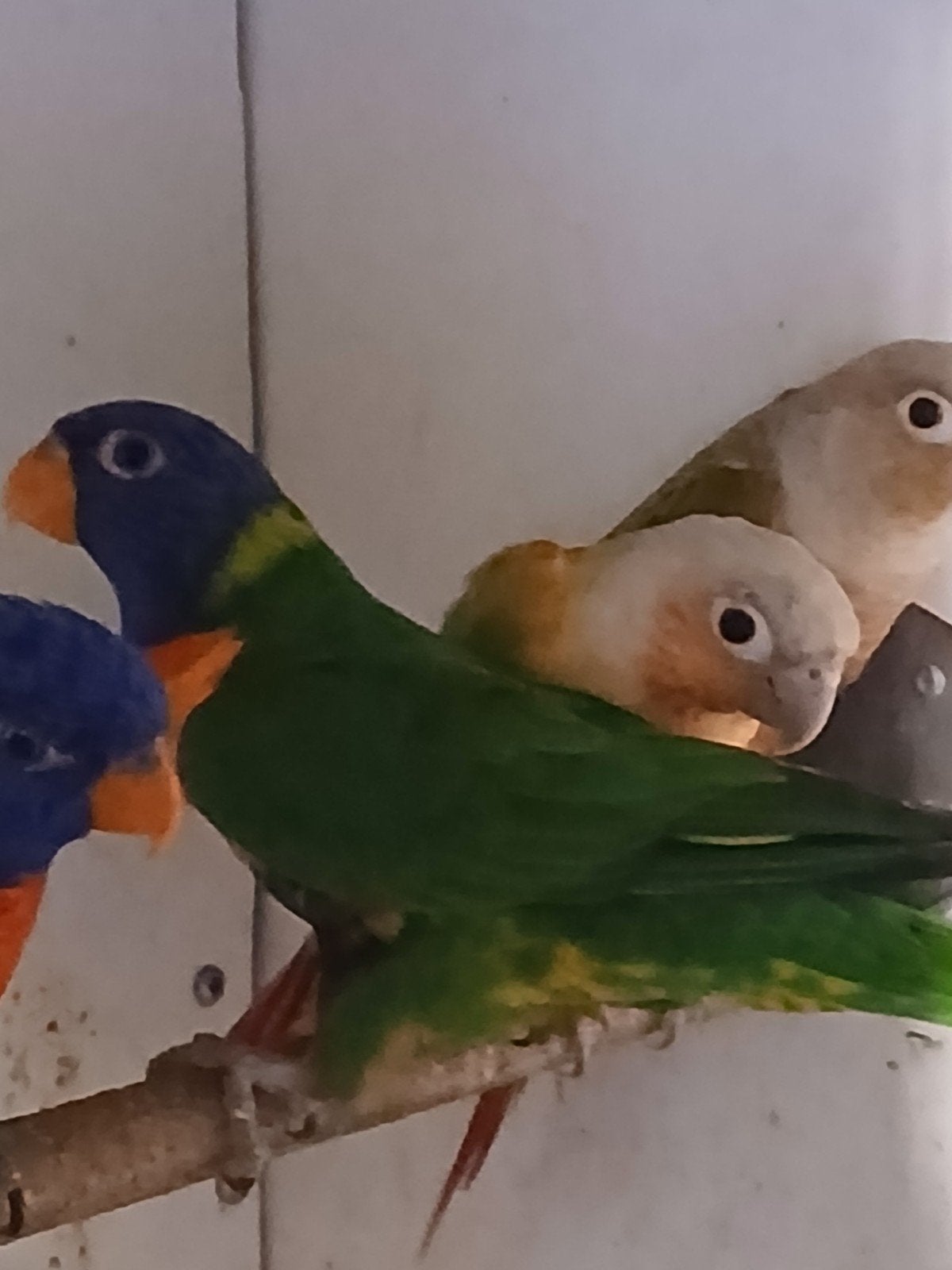Lori, Dieren en Toebehoren, Vogels | Parkieten en Papegaaien, Mannelijk, Papegaai, Tam