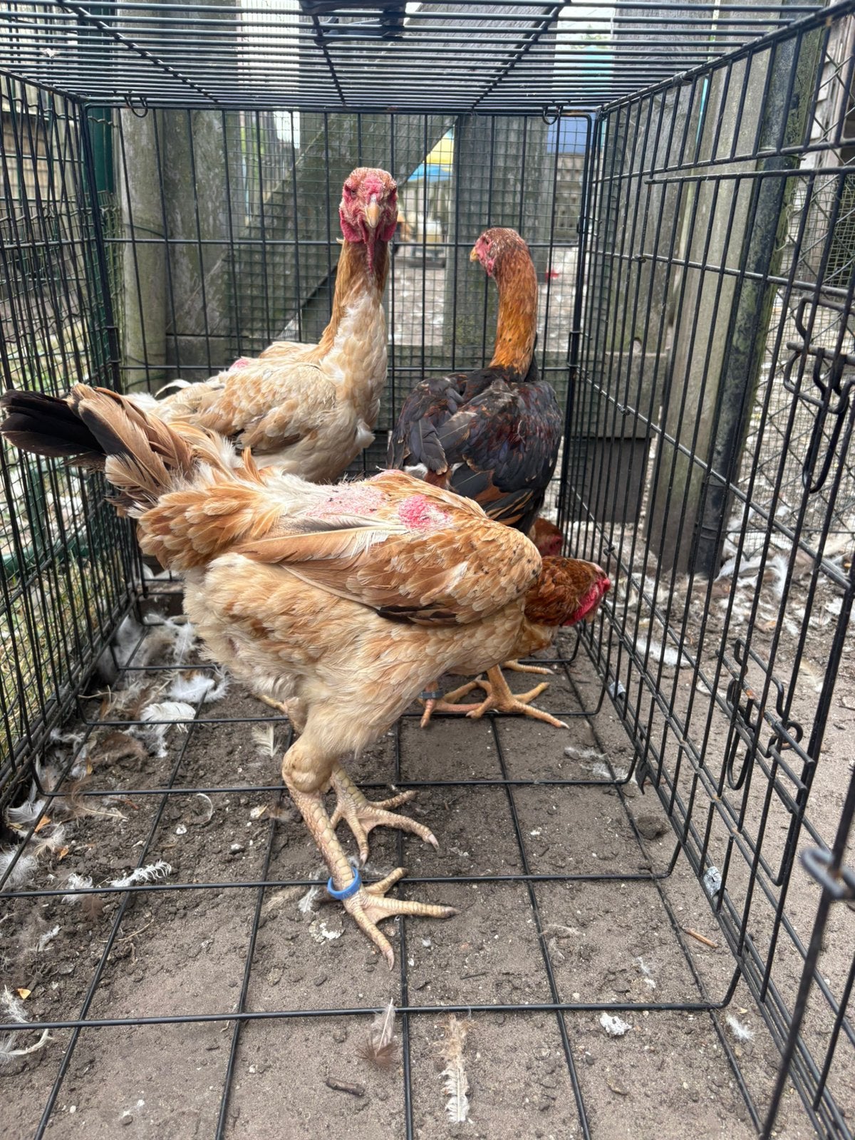 Maleier tarwe, Dieren en Toebehoren, Pluimvee, Meerdere dieren, Kip