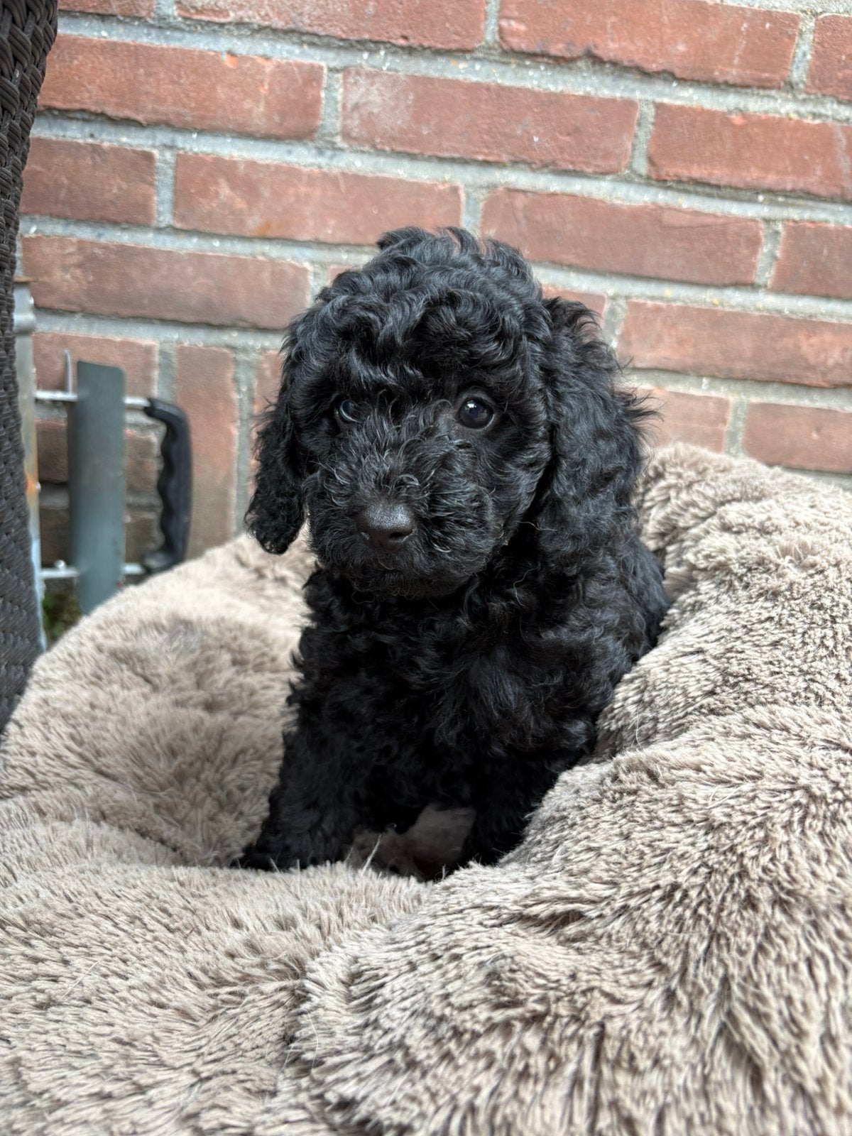 Prachtige tot/dwergpoedel pups., Dieren en Toebehoren, Poedel, 8 tot 15 weken, Meerdere, Meerdere dieren