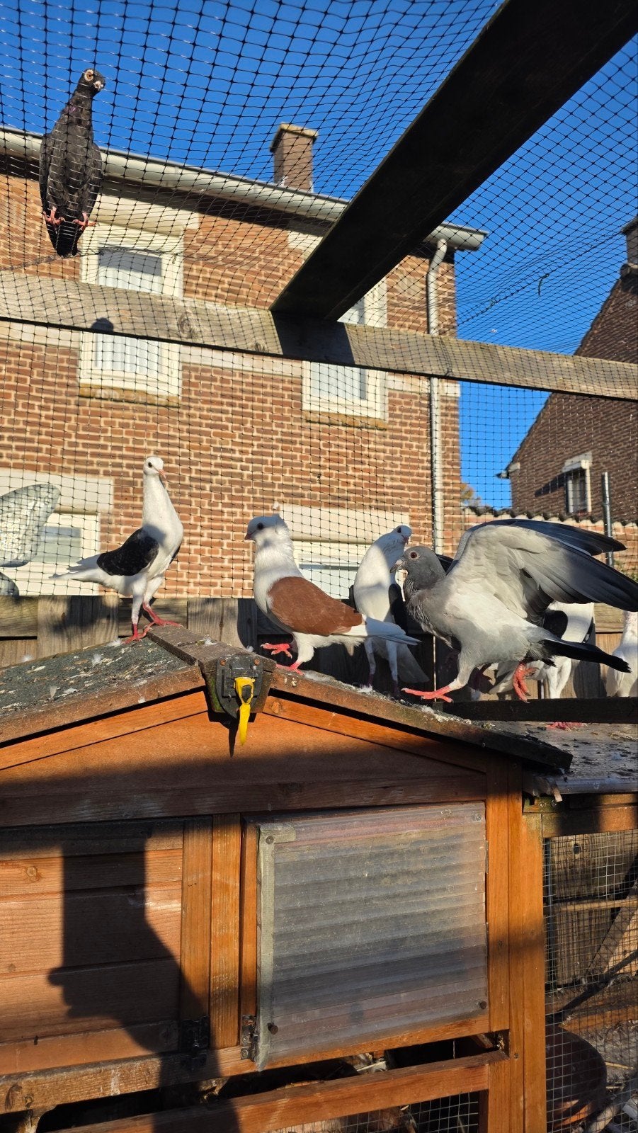 sierduiven, Dieren en Toebehoren