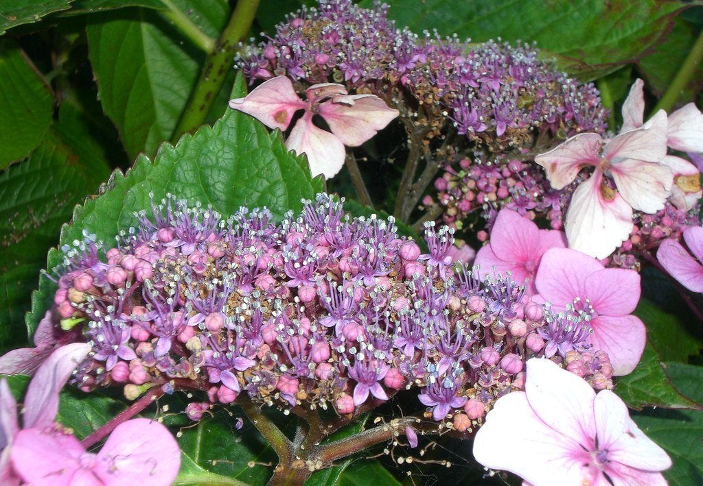 5x ruwbladige roze boomhortensia  €95