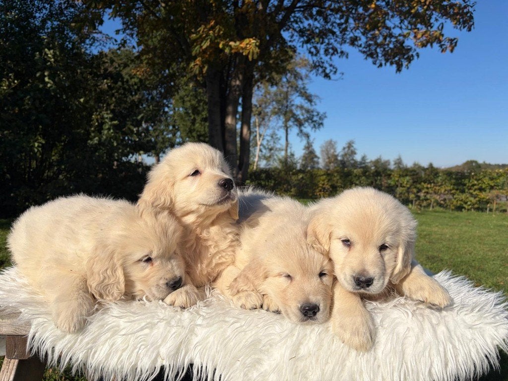 Prachtig nestje Golden Retriever pups, Golden retriever, CDV (hondenziekte), 8 tot 15 weken, Meerdere