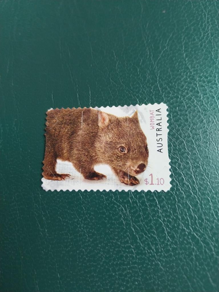 Australië wombat 110, Ophalen of Verzenden