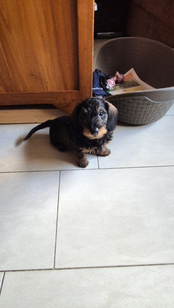 kleine ruwhaar dwerg/kaninchen teckel pup. teefje., CDV (hondenziekte), 8 tot 15 weken, Teef, Meerdere