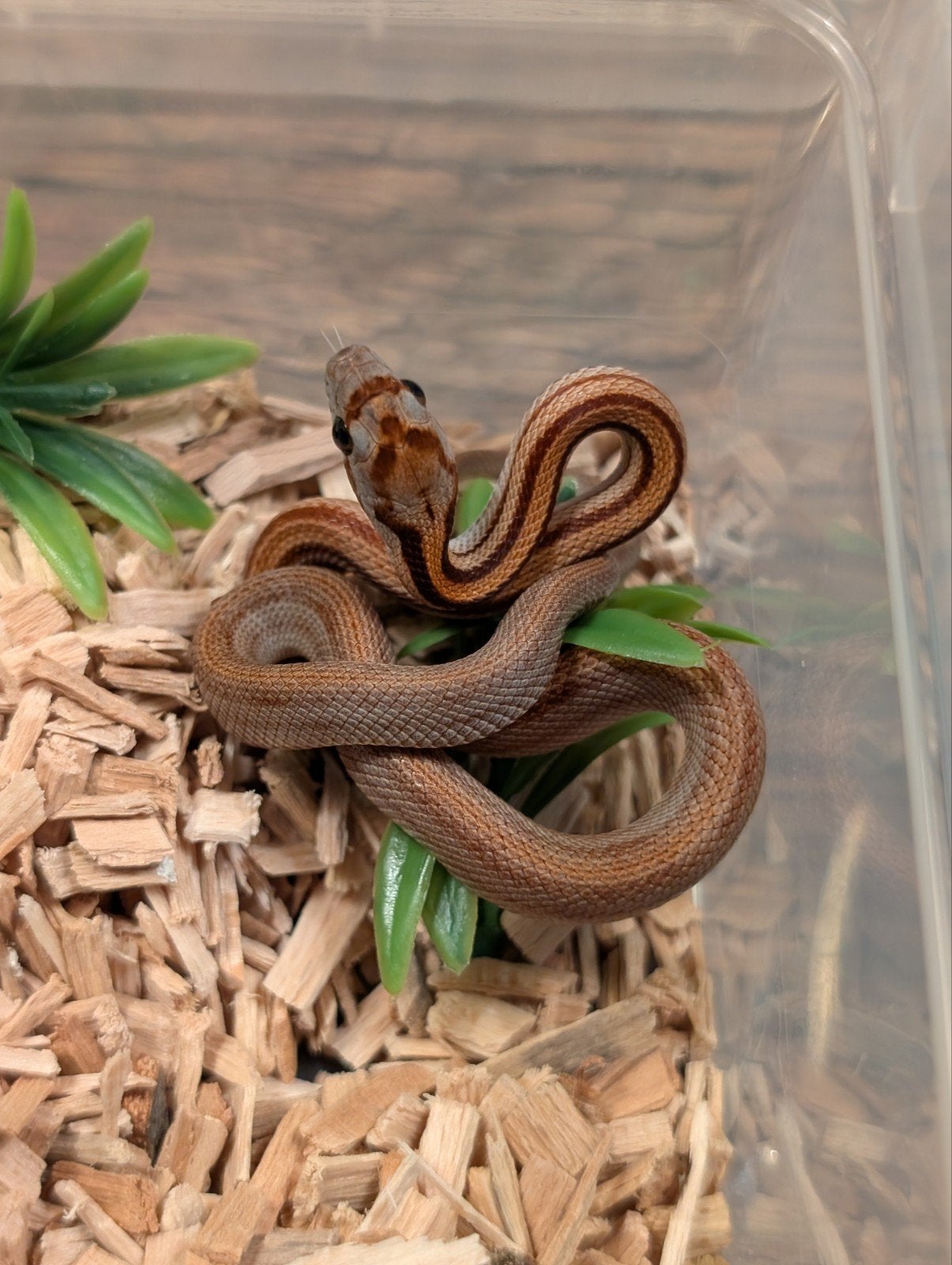 Super mooie korenslangen (genen bommetjes) Corn Snake photo 3