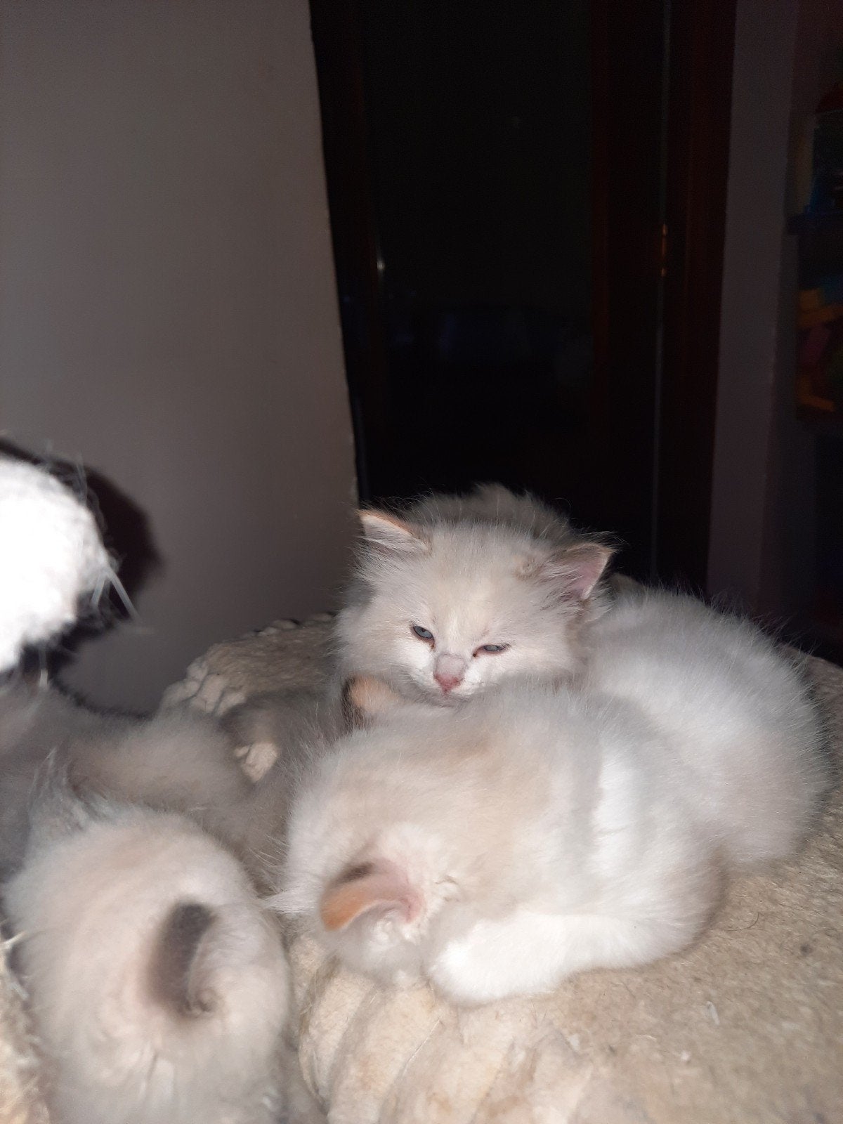 ragdoll kittens, Dieren en Toebehoren, Kater, Ontwormd