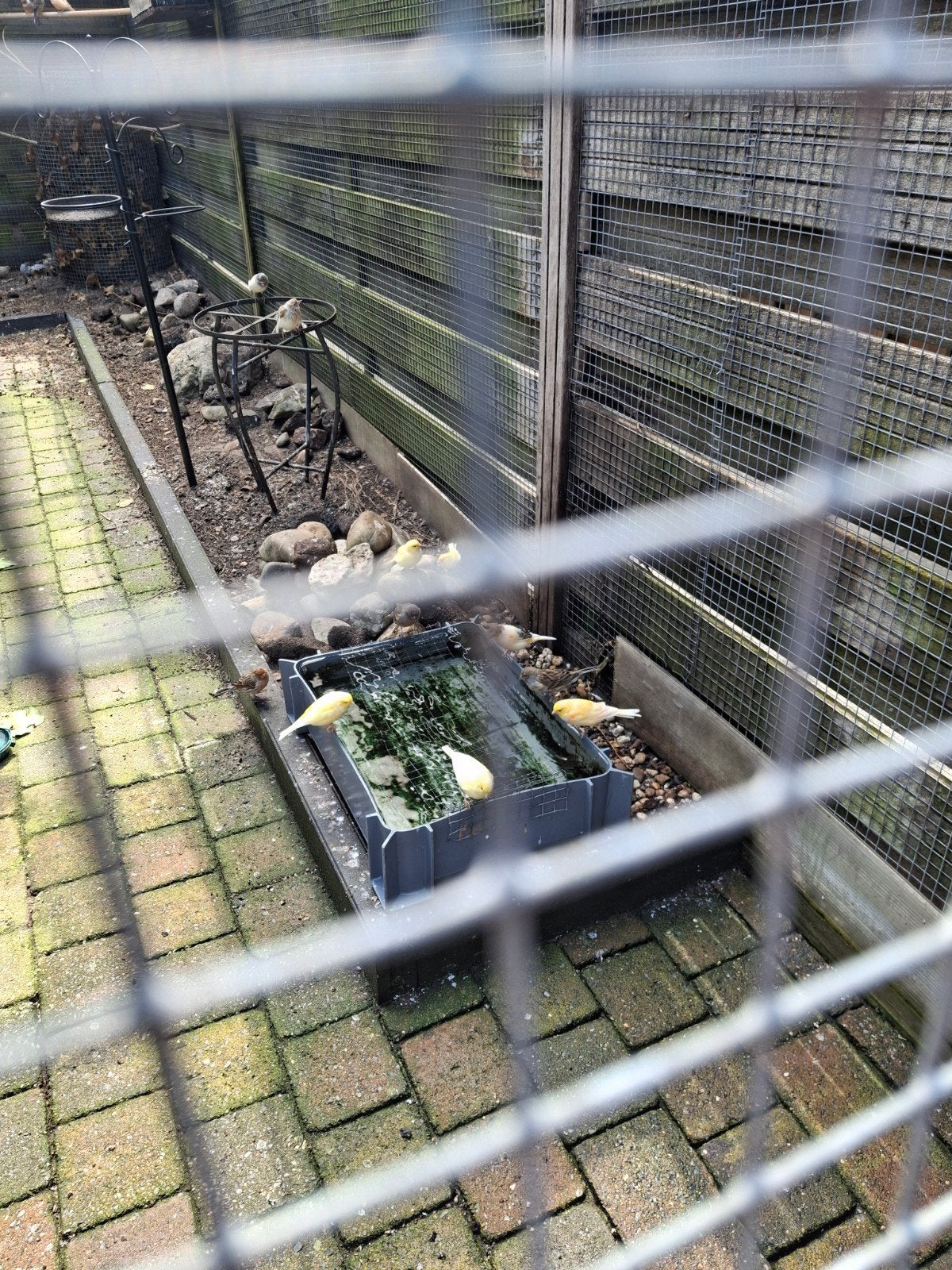 Kanaries         portugese harlekijn, Dieren en Toebehoren, Vogels | Kanaries, Meerdere dieren, Kleurkanarie