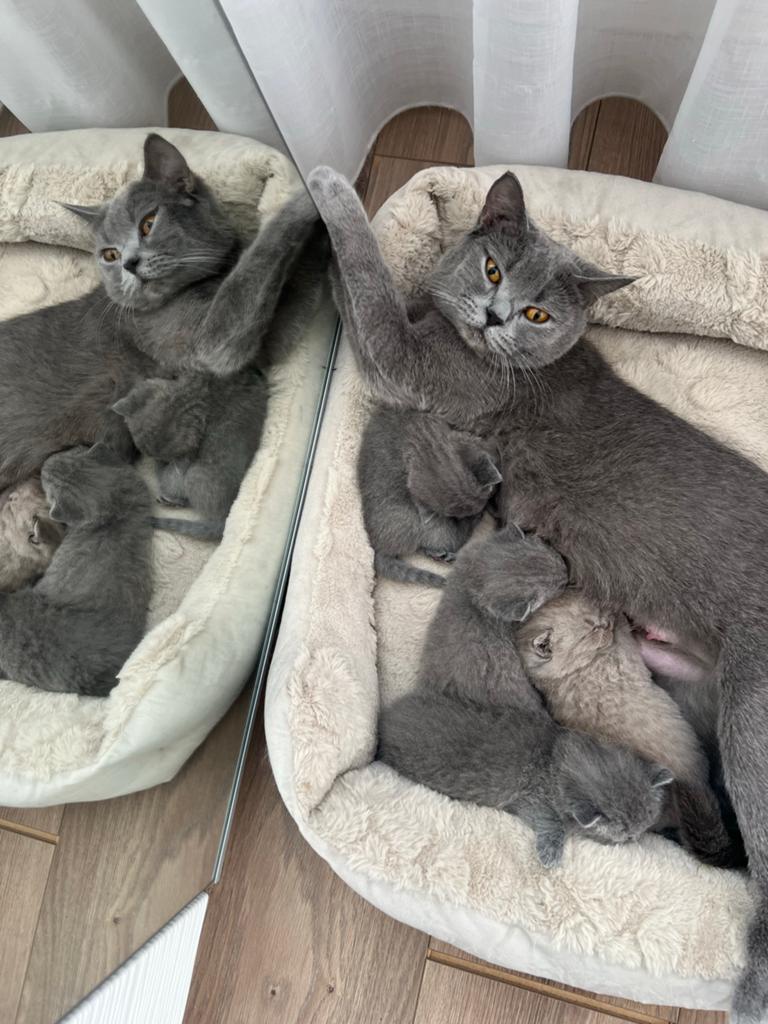 Britse korthaar incl. Nestje van 1 kitten, Poes, Kortharig, 0 tot 2 jaar