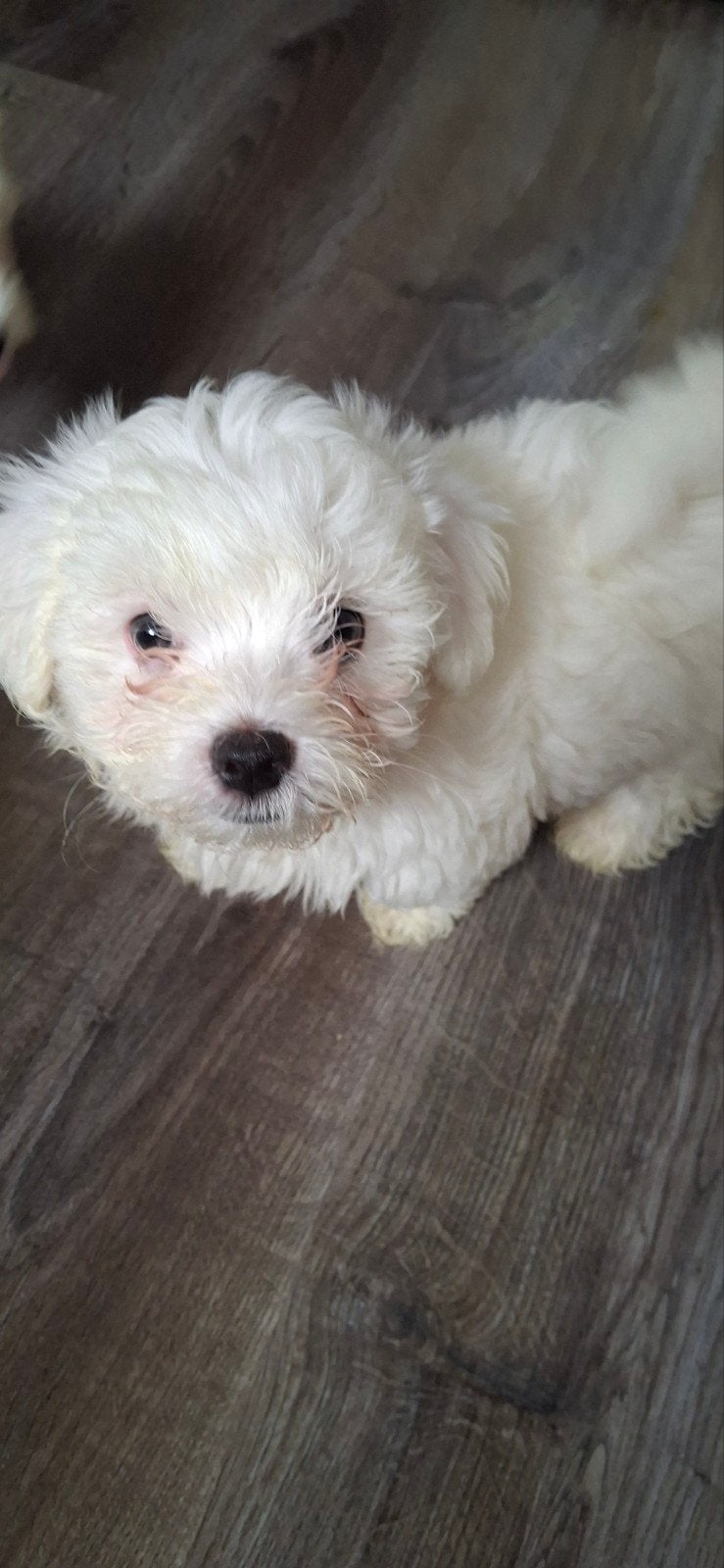 Twee leuke en gezonde puppy's (reutjes) te koop - 8 weken, Dieren en Toebehoren, Reu, 8 tot 15 weken, Meerdere, Klein