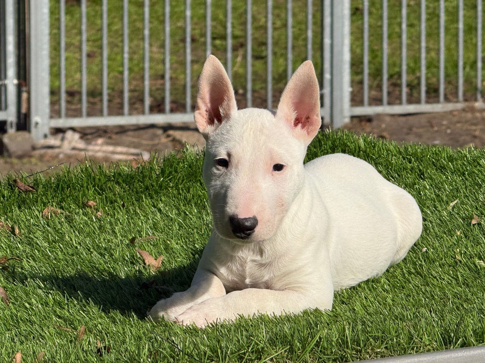Te koop Mini Bullterriër pup