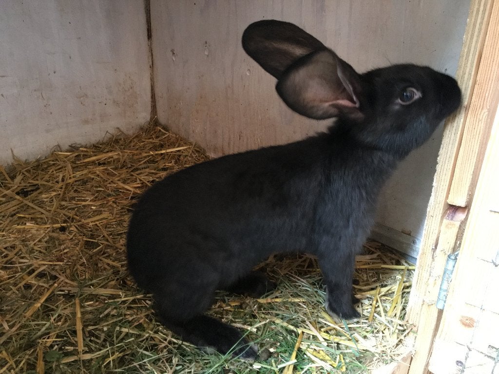 konijn jong zwarte voedster, Vrouwelijk, Middelgroot, 0 tot 2 jaar