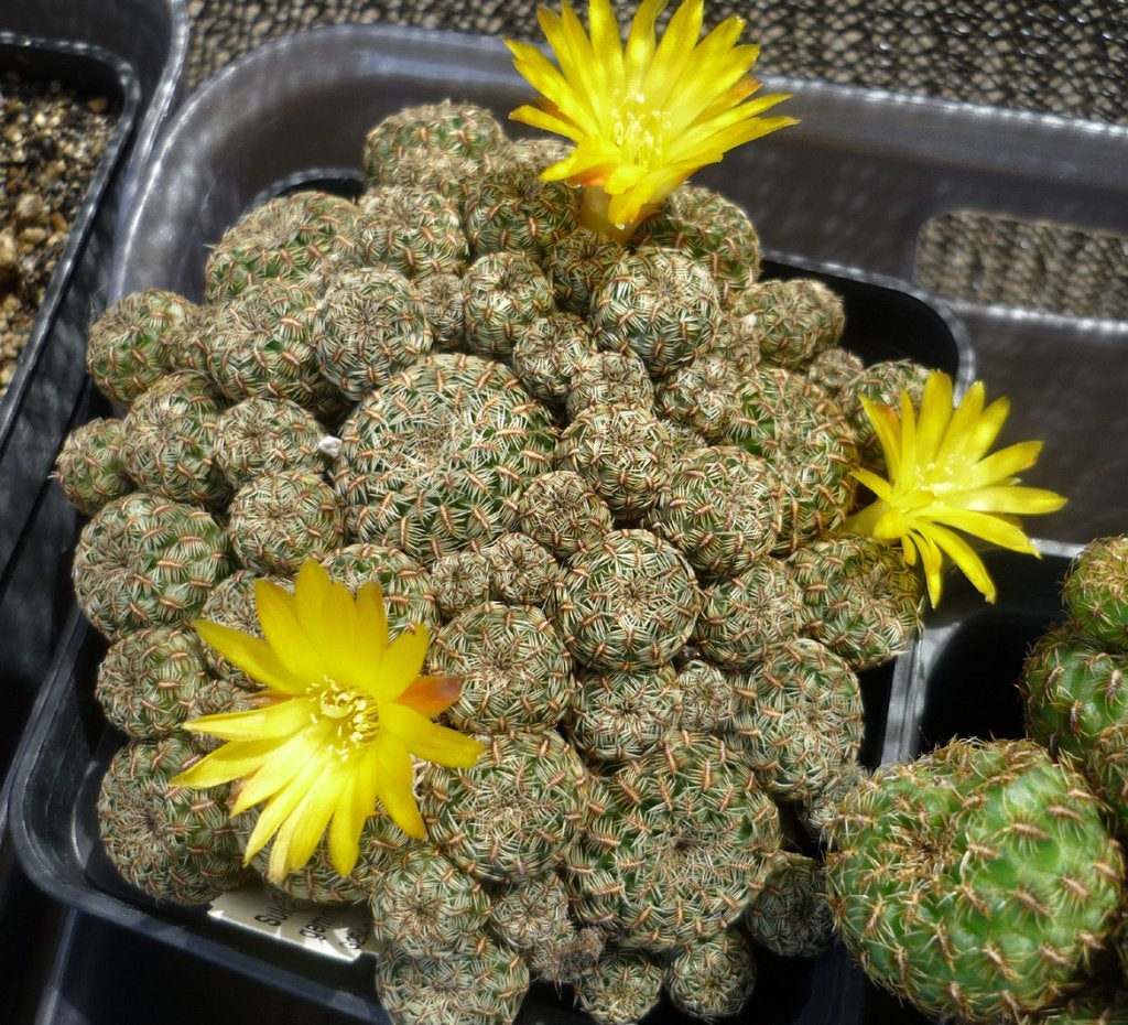 cactus - Sulcorebutia gemmae, Ophalen of Verzenden, Cactus, Volle zon, Minder dan 100 cm