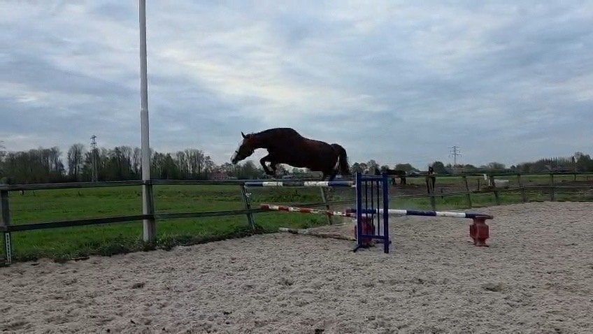 Lieve kwpn spring merrie te koop, Merrie, Recreatiepaard, 11 jaar of ouder