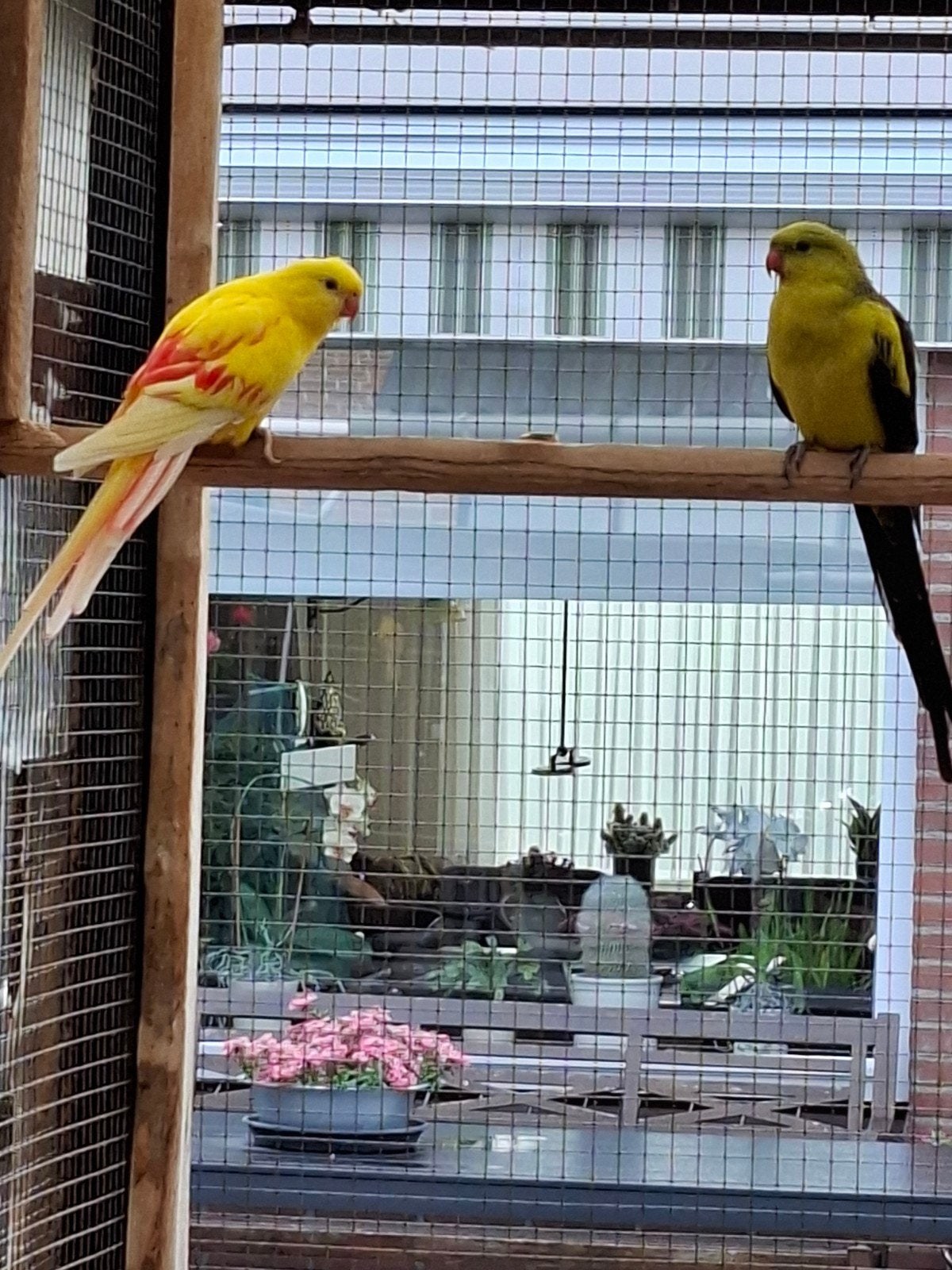 Bergparkieten, Meerdere dieren, Parkiet, Geringd