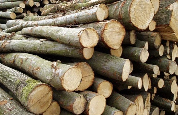 GEZOCHT gratis kaphout, stammen, dikke/dunne takken Bezorgt, Tuin en Terras, Haardhout, 6 m³ of meer, Ophalen, Eikenhout, Stammen