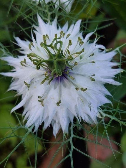 zaden Nigella damascena mix, Verzenden, Voorjaar, Halfschaduw, Zaad